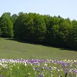 Деревянный коттедж Villaggio Grechi Zagarise